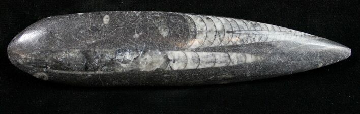 Polished Orthoceras (Cephalopod) - #9803